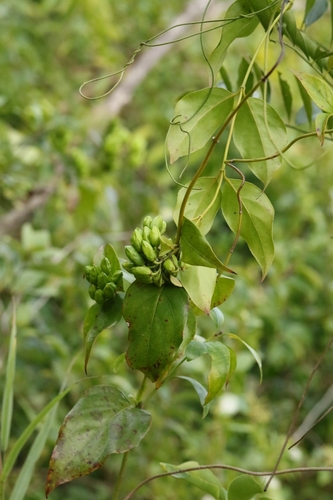 Graceful Jesamine (Gelsemium elegans)