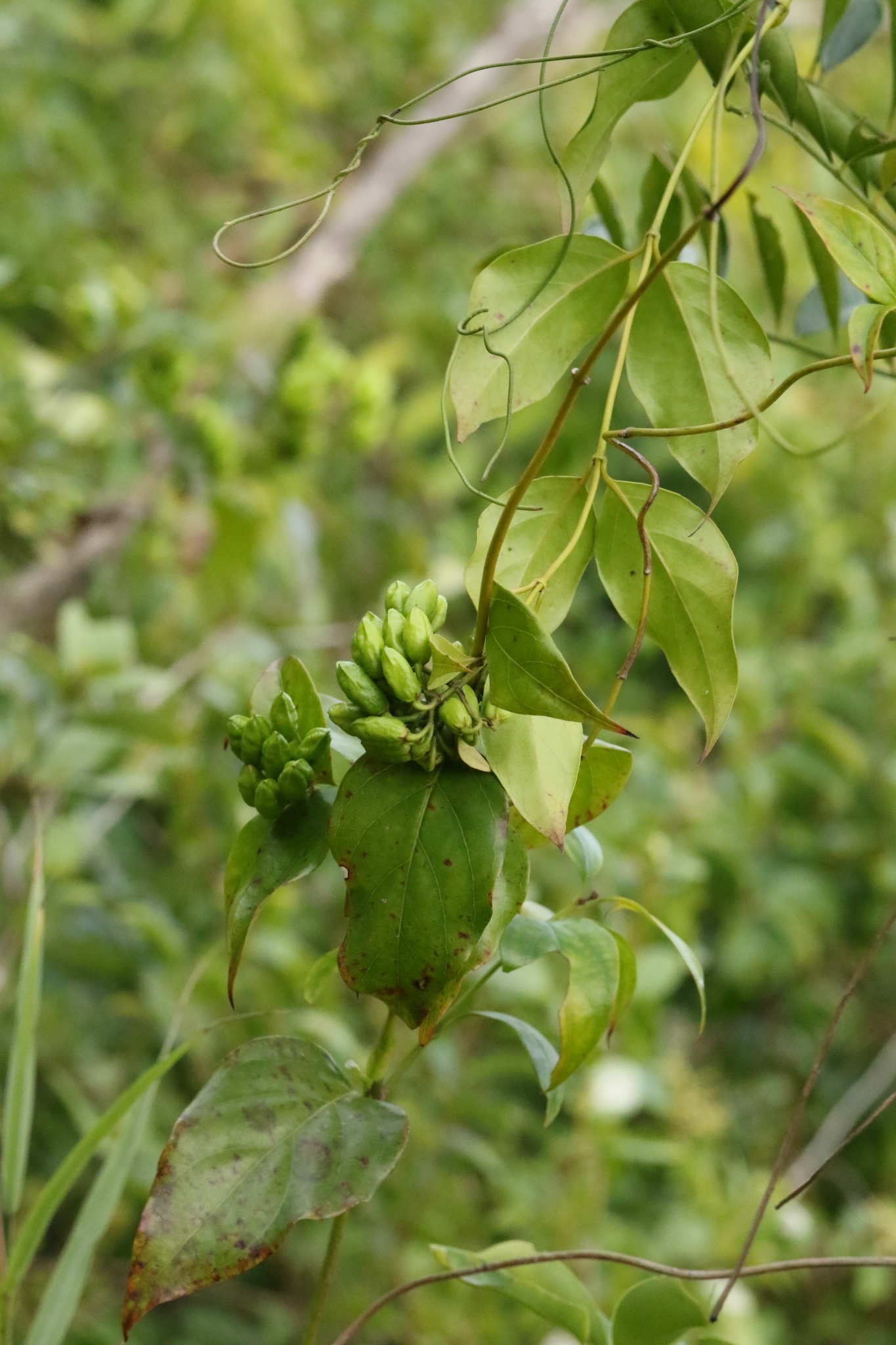 Graceful Jesamine (Gelsemium elegans)