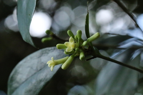 Image of Pittosporum glabratum by no rights reserved
