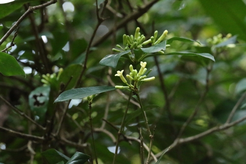 Image of Pittosporum glabratum by no rights reserved