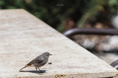 Phoenicurus ochruros