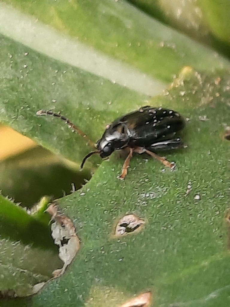 Psylliodes isatidis
