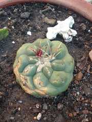 Thelocactus hexaedrophorus hexaedrophorus