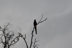 Purpureicephalus spurius