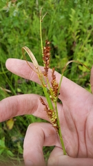 Carex vesicaria