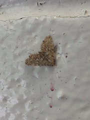 Elophila icciusalis