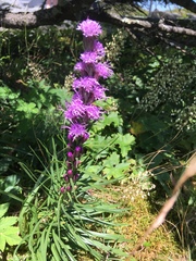 Liatris helleri