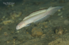 Blue Dartfish photo 4
