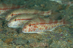 Red Goatfish photo 3