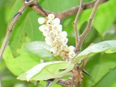 Clethra pringlei