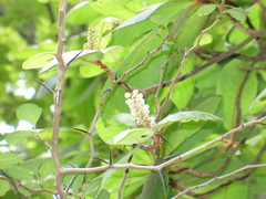 Clethra pringlei
