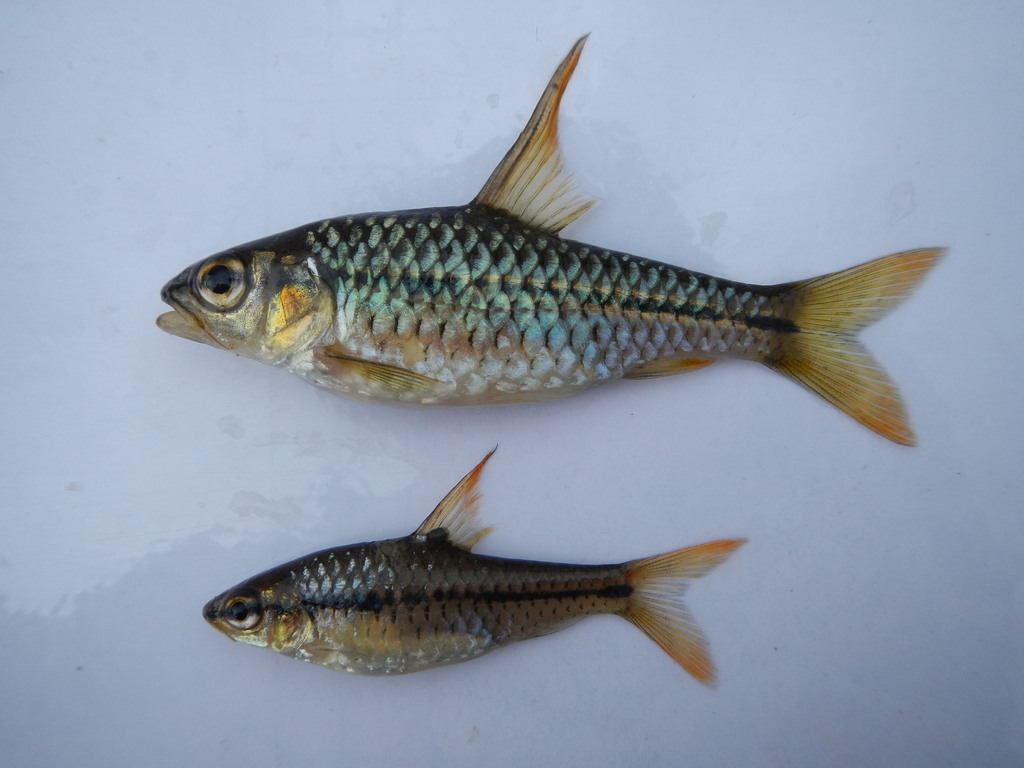 Spinyfin barb (Enteromius prionacanthus) — Cyprinidae