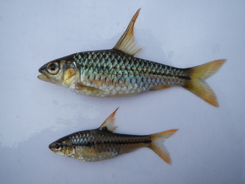 Spinyfin barb (Enteromius prionacanthus) — Cyprinidae