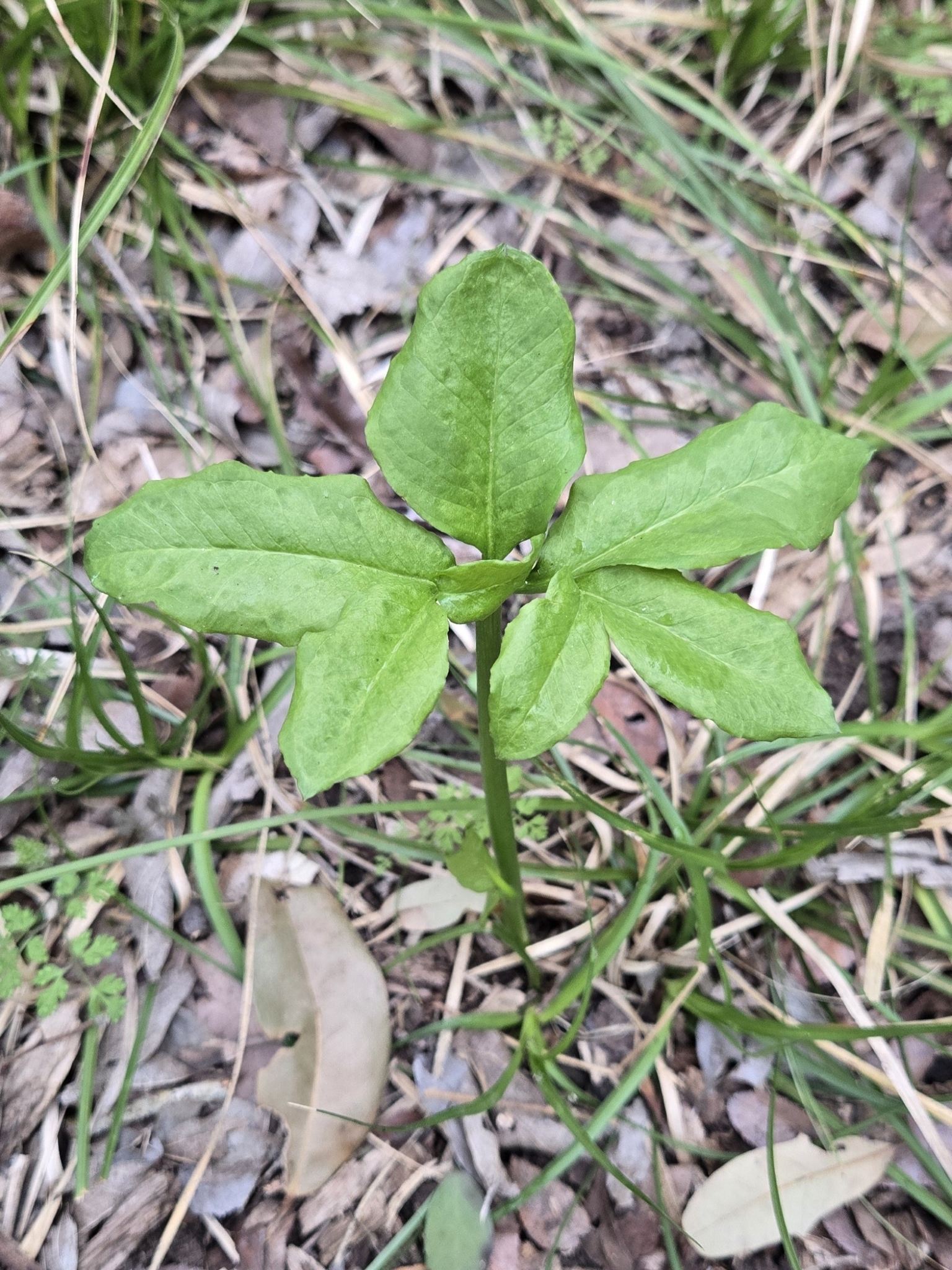 Imagem de Guanandi