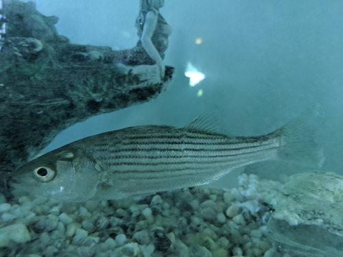 Striped Bass