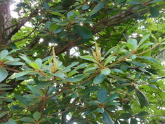 Clethra pringlei
