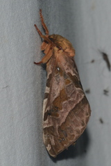 Sthenopis purpurascens