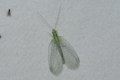 Chrysopa chi
