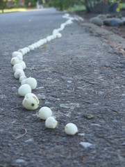 Symphoricarpos albus