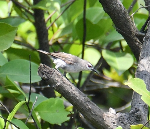 iNaturalist image