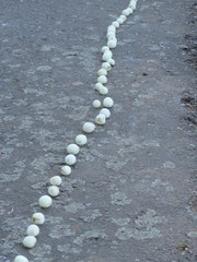 Symphoricarpos albus