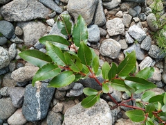 Salix cardiophylla