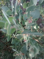 Arctostaphylos viscida