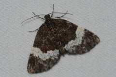 Spargania luctuata