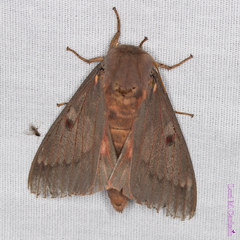 Citheronia sepulcralis