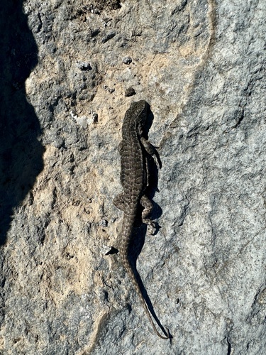 Liolaemus lonquimayensis