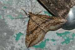 Orthonama evansi
