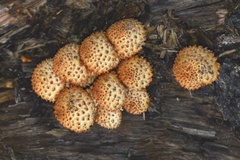 Pholiota