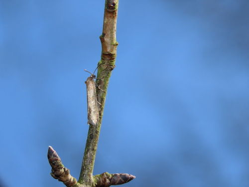 Winter Shade, Scheveningen, Den Haag, Nederland, photo 10 of 10