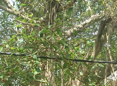 Ficus