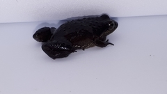 Microbatrachella capensis