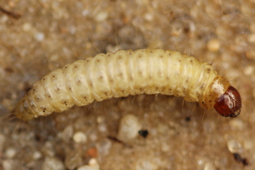 Juostuotasis Žolinis Ugniukas nuotrauka
