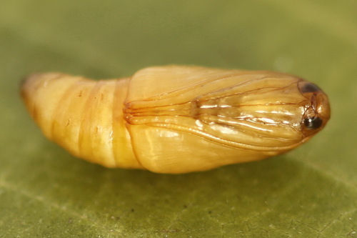 Juostuotasis Žolinis Ugniukas nuotrauka