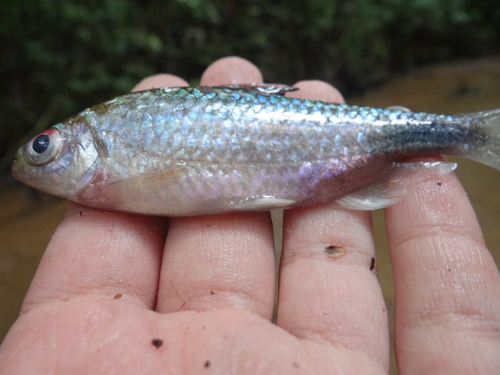 Brachypetersius notospilus — Alestidae
