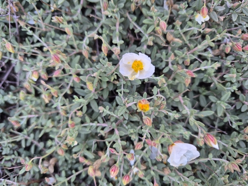 Helianthemum almeriense (Helianthemum almeriense)