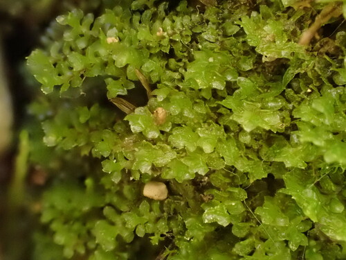 Scapania calcicola