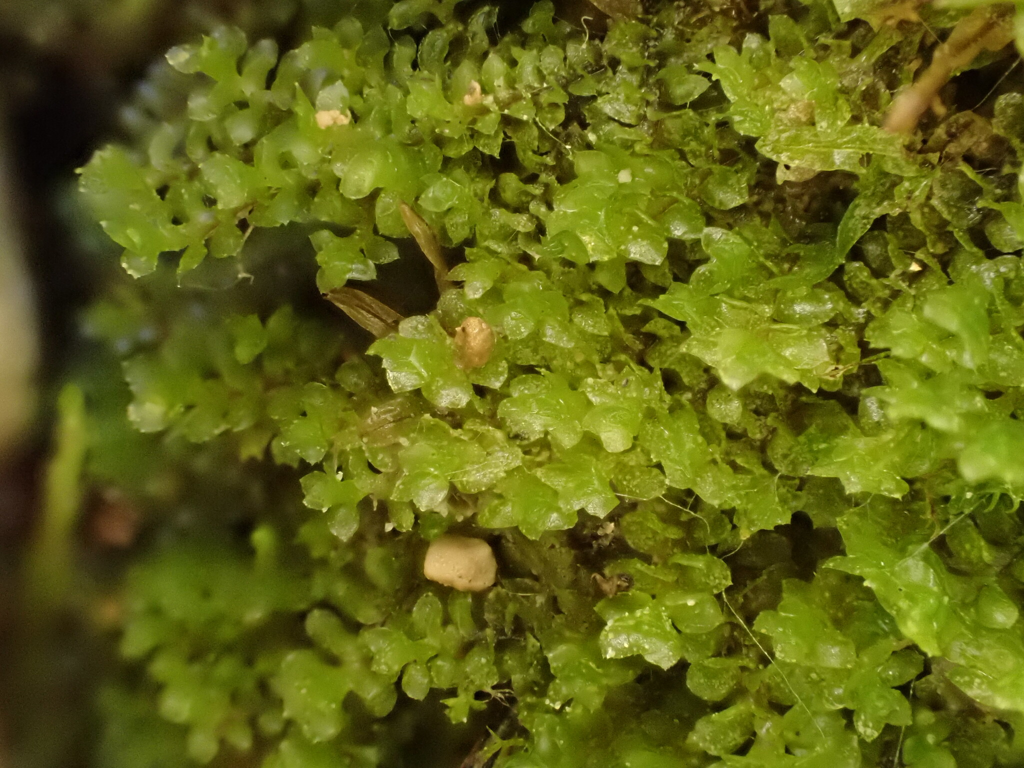 Scapania calcicola