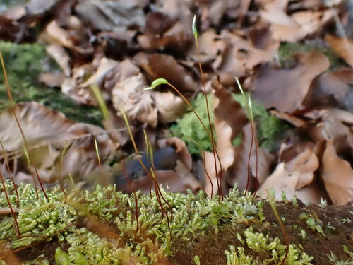 Pseudohygrohypnum fertile observed 2025-03-07