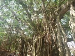 Ficus
