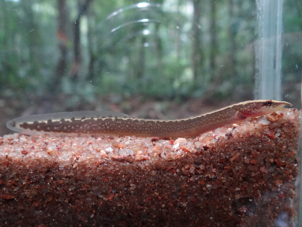 Black spiny eel (Mastacembelus niger) — Mastacembelidae