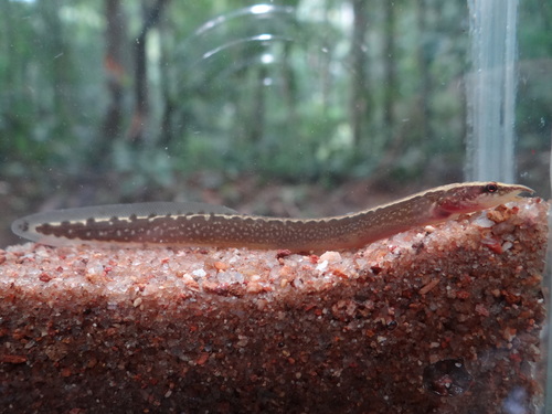 Black spiny eel (Mastacembelus niger) — Mastacembelidae