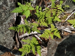 Gymnocarpium jessoense