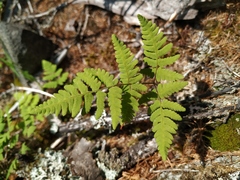 Gymnocarpium jessoense