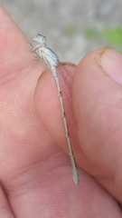 Enallagma carunculatum