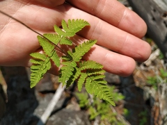 Gymnocarpium jessoense