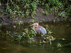 Egretta tricolor image